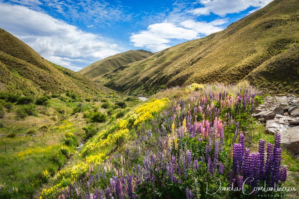 Lupines fields on the side of the road in New Zealand